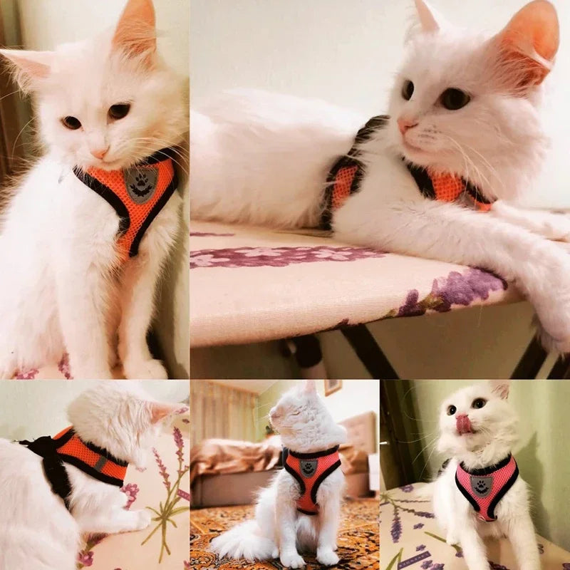 Zoomie Pawz Cat Harness and Leash