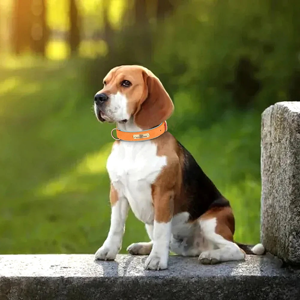 Zoomie Pawz Personalized Leather Dog Collar with Free Engraving