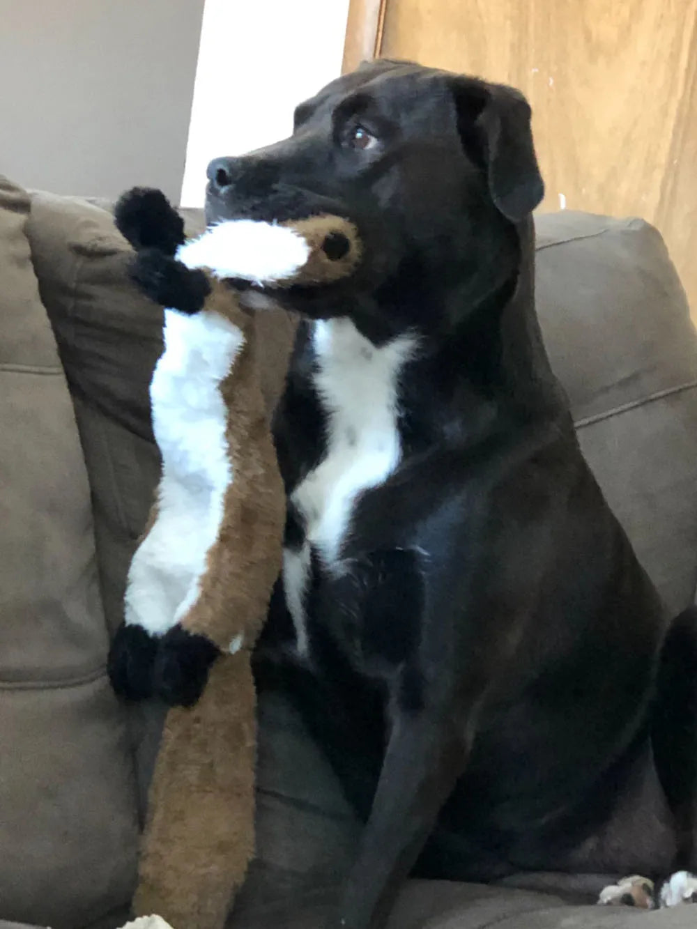 Zoomie Pawz Stuffing-Free Dog Toy